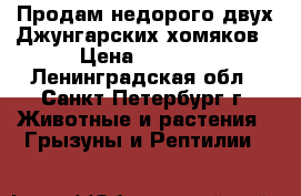 Продам недорого двух Джунгарских хомяков › Цена ­ 1 000 - Ленинградская обл., Санкт-Петербург г. Животные и растения » Грызуны и Рептилии   